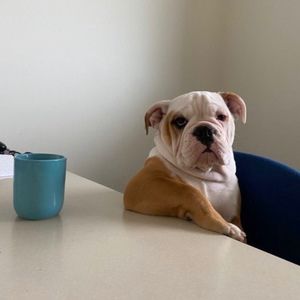 Meet your Posher, Anne